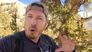 Gringo With A Green Bag visits the OLDEST living things on EARTH!