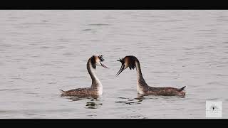 Fotografia cu corcodelul mare (podiceps cristatus)/Wildlife Photography Targu Jiu/ 2020 /