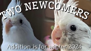 Two New Cockatiel Additions | White Black-eye Female & Brownish Grey Wing Grown Chick | @menmouji