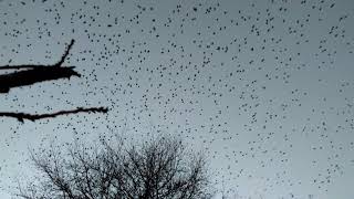 Starlings murmurating over Ashprington in Devon