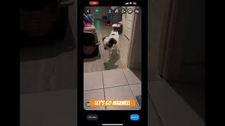 When your dog get the zoomies #fyp-#viral#wow #pets