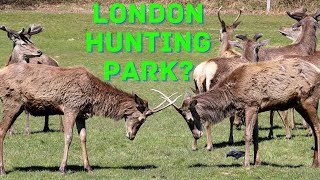 London Royal Park | Richmond Park | London Ranga | Must see place in London | Telugu Vlogs