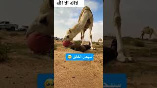 سبحان الله