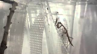 Slow motion mantis striking another mantis