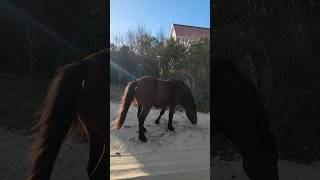 Beach Wild Horse 🐎