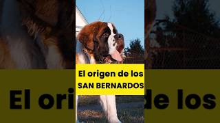 El origen de los San Bernardos