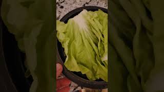 Slice mini napa cabbage