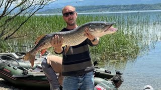 Sapanca Gölü'nde Oltaya Takılan Canavar | Balıkçı Dev Turna Balığı Yakaladı #sakarya #fisherman