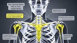 Clavical Bone : Importance and Common Injuries#orthopedics