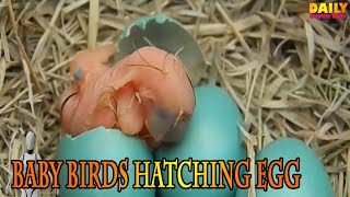 Baby Bird Egg Hatching | Baby Birds Hatching From Egg | Bird Born in Nest