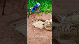 simple Quail Trap / Bird Trap #shorts