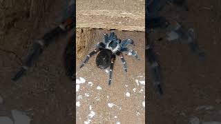 Tarantula Feeding Video 076 - Brachypelma auratum