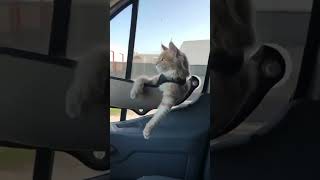 O gato que anda de carro #shorts