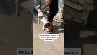 Mais um caso de pitbull reativo! #pitbull #adestramento #cachorro #cao #crdog #comportamentocanino