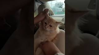 Kucing Manja #Shorts #Viral #trending #tiktok