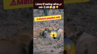 ⚠lion🦁eating alive🥩🦓 | lion hunting | lion attack | lionking | @Wildshikaari007 | #shorts