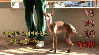 ENG│이탈리안 그레이하운드 키우시려면?│특징│주의점│ItalianGreyhound