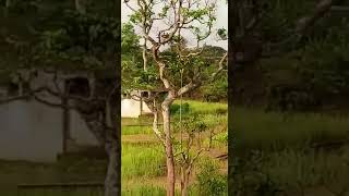 un vaste construction d'université abandonné au sud ubangi territoire de libenge depuis P. mobutu 🇨🇩