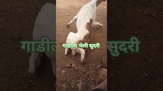 गाडिला भेली सुंदरी🐶🐕🤣😂 #viral