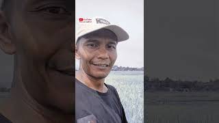 panen padi di sawah