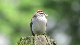 Chipping Sparrow