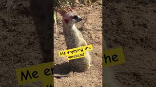 Meerkat humor for this Monday 🤣🤣#shortsfeed #shortvideo #meerkat #monday #mondaymotivation #short