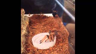 Green Bottle Blue Tarantula (Chromatopelma cyaneopubescens) sling drinking water