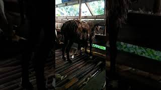 tips perawatan indukan kambing pasca melahirkan  3 ekor anak #shorts