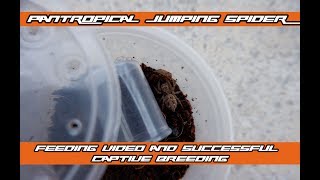 The Pantropical Jumping Spider (Plexippus Paykulli) | Gorby Exotics Vlog 3