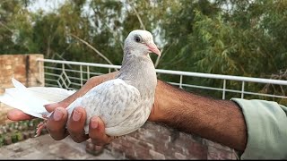 My setup new baby pigeon Ka Shauk Karen #MAsadBirds #babypigeon #shauk