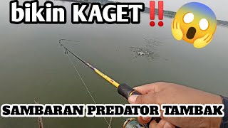 Mancing Casting Predator Tambak‼️Ultralightcasting Capung 702