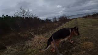 German shepherd on walk. Eros på tur. 26.11.2024. still you tubes most boring video part 1.