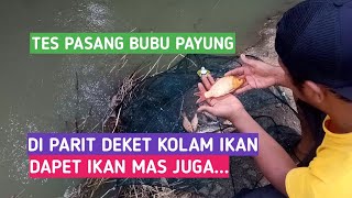 PASANG BUBU PAYUNG DI PARIT DEKAT TAMBAK DAPAT IKAN MAS JUGA || Nets fishing trab