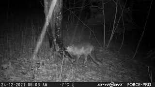 Really Funny Red Fox Scratching on a Tree/Lapsa pie darvas koka