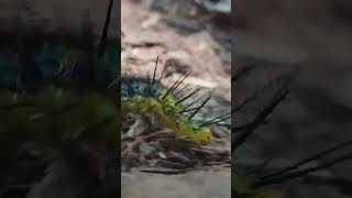 Cute Caterpillars | wildlife