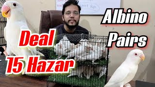 Albino Deal 15 Hazar | sirf 15 hazar mai albino pair