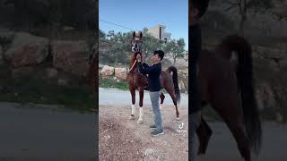 خيل و خيال ماشاء اللّٰه 🔥