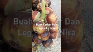 Buah Lontar Dan Legen Air Nira