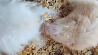 What Do You Think They Are Doing? - Teddy Bear Hamster