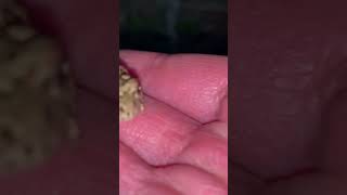 Southern California Toads