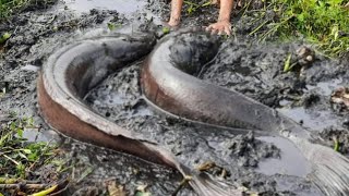 A very smart boy hand big fish catching by The small kanal