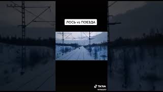 ЖД Поезд сбивает лося и так каждый день #Shorts