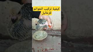 تركيب خاتم لزغلول السيفيانوس الأصيل 🙏🕊Method of installing rings for birds