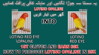 لوٹینو اوپلائن گھر میں تیار کریں | HOW TO PRODUCE LOTINO OPALINE IN VERY CHEAP PAIR | AA BIRDS INFO