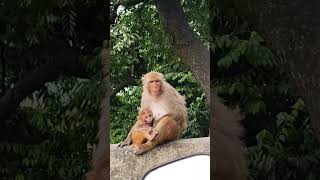 Breast feeding monkey #youtubeshorts #monkey #monkeyfeeding #monkeylove #monkeyfeedingtime