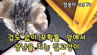 겁도 없이 포획틀 앞에서 장난을 치는 길고양이 길고양이 중성화수술