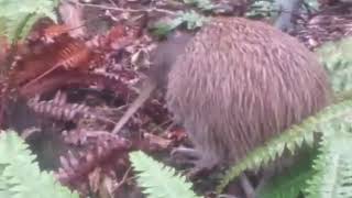 A Kiwi Bird in its natural habitat in Stewart Island, NZ