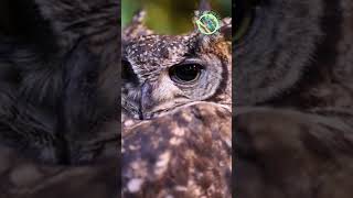 The Philippine Owl #Owls #NightLife #ForestGuardians #WildlifePhotography