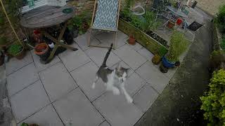 Zero Gravity Sebastian Cat - WATCH IN 2.7K TO REALLY SEE THIS POP