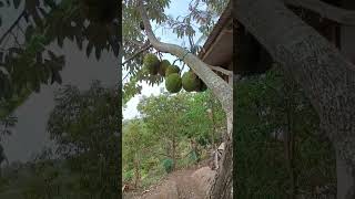 Durian Lokal Super Berbuah Lebat ‼️#shorts #shortvideo #petanimuda #tipsberkebun #viral #durian